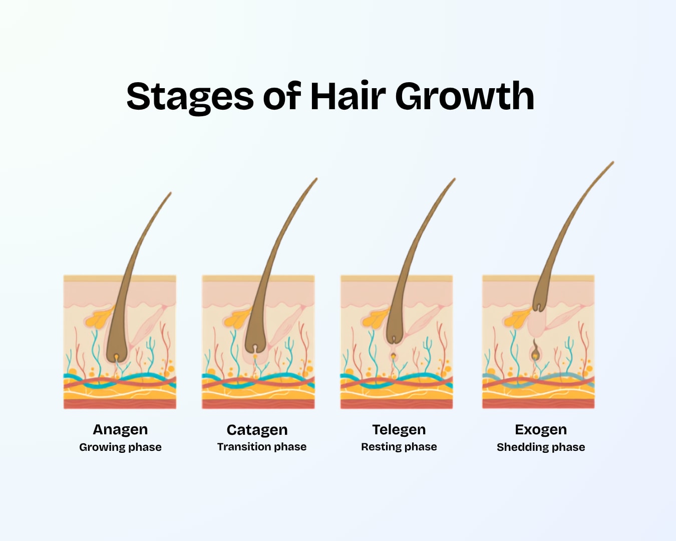 Diagram of the four stages of hair growth: anagen growing phase, catagen transition phase, telogen resting phase, and exogen shedding phase
